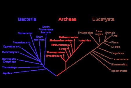 Kingdoms Domain Eukarya Includes three mul8cellular kingdoms: Plantae