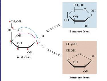 4. Pyranose and Furanose 1. If the carbon chain is long enough, the alcohol at one end of a monosaccharide can attack the carbonyl group at the other end to form a cyclic compound.