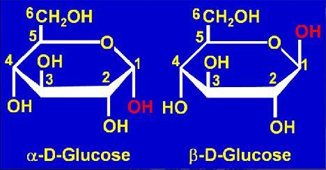 monosaccharide, which are called the a-anomers and b-anomers Cyclization of glucose produces a