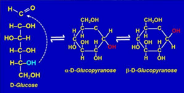 6. 7. The reactions that lead to the formation of a pyranose or a furanose are reversible.