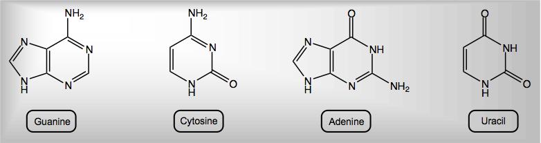 CONCEPT: MONOSACCHARIDES N-GLYCOSIDES Monosaccharides have the ability to react at the O position in several different ways.