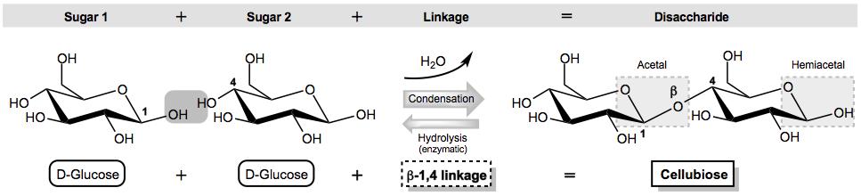 CONCEPT: CONDENSATION INTO DISACCHARIDES Two monosaccharides bound by an O-glycosidic linkage (α or β) Two alcohols