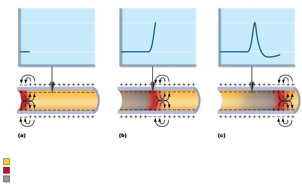 Membrane potential (mv) Figure 11.11 Propagation of an action potential (AP). +30 Voltage at 2 ms +70 Voltage at 0 ms Voltage at 4 ms Recording electrode Time 0 ms.