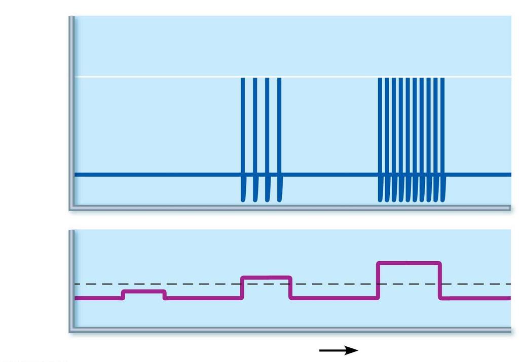 Stimulus voltage Membrane potential (mv) Figure 11.