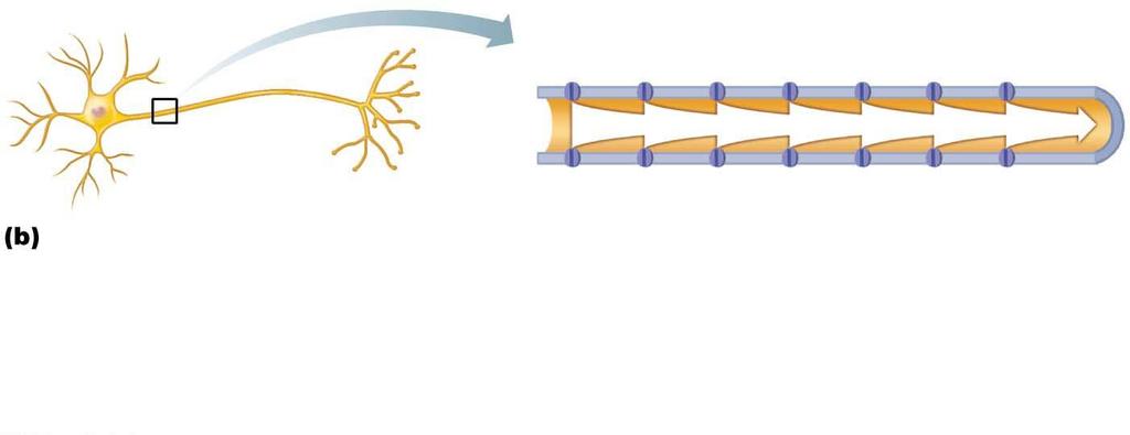 Figure 11.14b Action potential propagation in nonmyelinated and myelinated axons. Stimulus Voltage-gated ion channel In nonmyelinated axons, conduction is slow (continuous conduction).