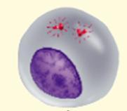 Before meiosis DNA replicates