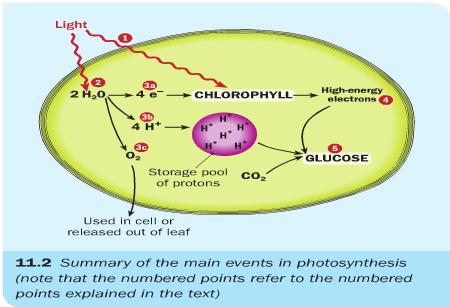 Photosynthesis Requirements and their Sources: Carbon dioxide - supplies the carbon (C) and oxygen (O) from which glucose is made.