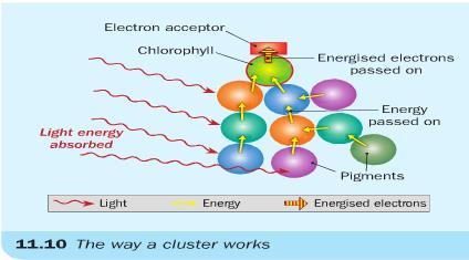 Detailed Study HL only Photosynthesis takes place in two stages: Light stage requires light, is controlled by electrons so is temperature independent Dark stage (Calvin Cycle) does not require light,