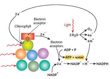 Electron flow: Pathway 2 2 high energy electrons are passed from chlorophyll to the electron acceptor and along a series of electron acceptors These electrons do not return to chlorophyll They lose