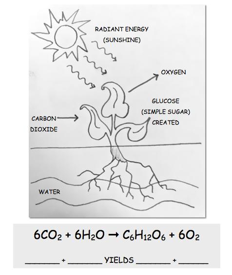THE DIAGRAM BELOW SHOWS HOW MATTER AND ENERGY INTERACT DURING THE PROCESS OF PHOTOSYNTHESIS.