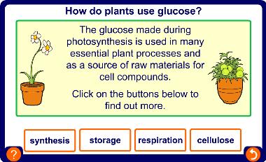 How is glucose used?