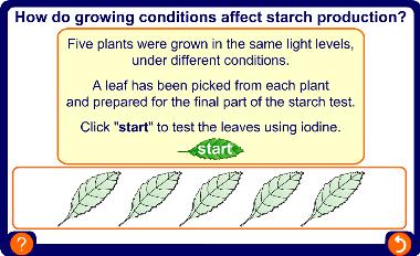Testing leaves for starch