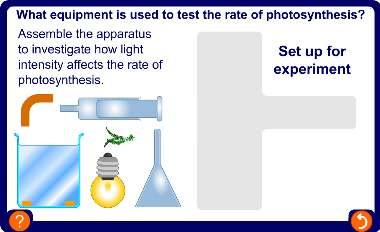 Investigating photosynthesis