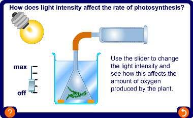 Investigation photosynthesis -