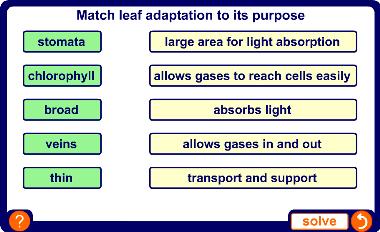 Structure of a leaf activity