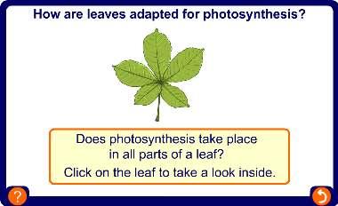 Take a look inside a leaf