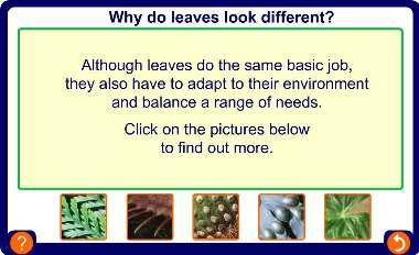 Leaf adaptations 43 of