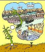 How do plants get the food they need? 5 of 48 Boardworks Ltd 2007 All living organisms need food to grow and survive.