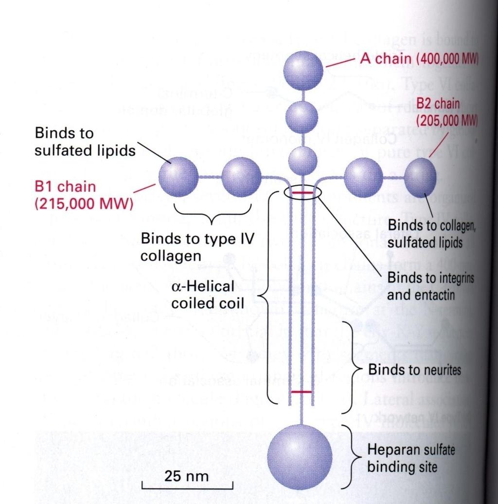 Laminin - together with collagen IV the main protein of the basal