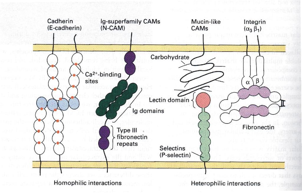 Cell adesion molecules (CAMs) involved in Cell-Cell and Cell-Matrix