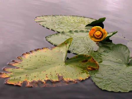 , Amazon water lily  (Nymphaea)