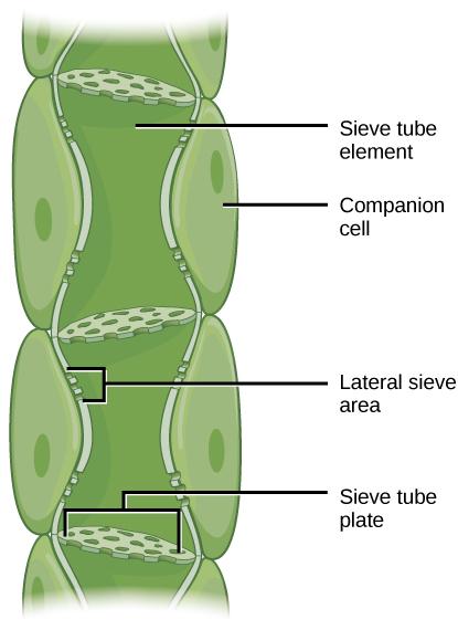 Phloem is comprised of cells called sieve-tube elements. Phloem sap travels through perforations called sieve tube plates.