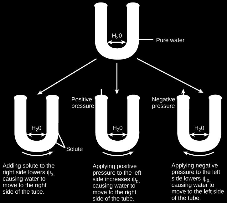 The internal water potential of a plant cell is more negative than pure water because of the cytoplasm s high solute content ([link]).