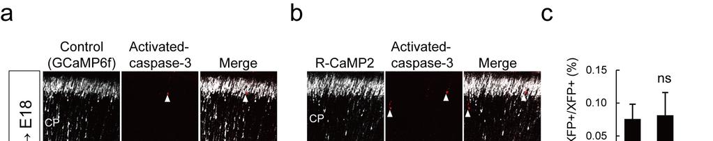 Supplementary Figure 10 Ectopic R-CaMP2 expression has little effect on radial migration and does not cause toxic cell death.
