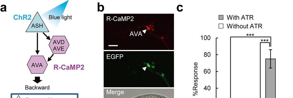 Supplementary Figure 12 All-optical interrogation of an avoidance circuit using R-CaMP2 in freely moving C. elegans. (a) Schematic diagram of the ASH neuron-mediated avoidance circuit.