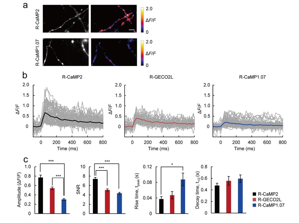 Supplementary Figure 5 Comparison of R-CaMP sensors during 1AP-triggered Ca 2+ imaging of synaptic boutons.