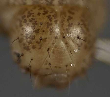 C. decolora Larval Characters Head with reticulate