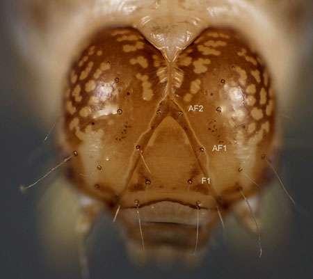 C. corruda Larval Characters Head with reticulate