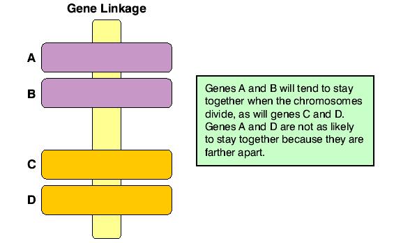 The tendency for certain traits to appear in groups in the offspring is called linkage.