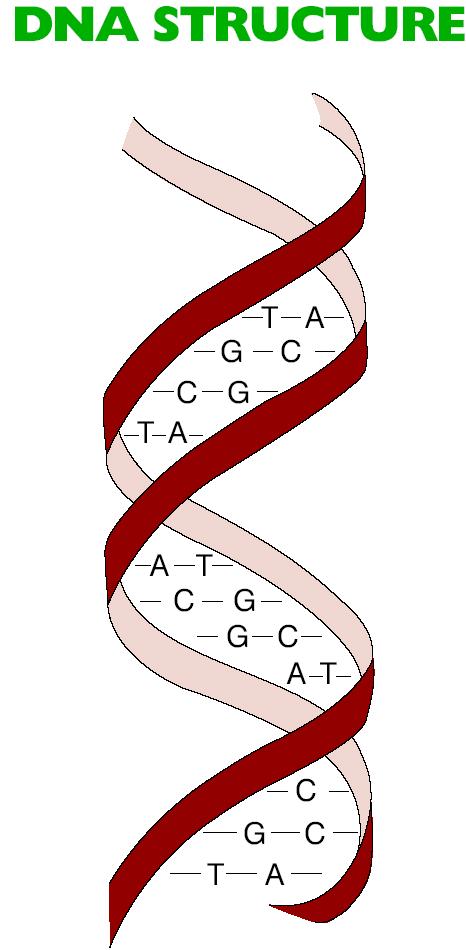 Chromosomes are made of genes that consist of DNA. DNA is a protein-like nucleic acid on genes that controls inheritance.