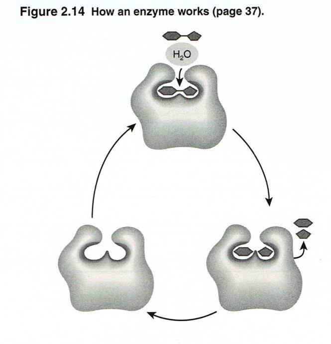 Figure 2.13 Question How many peptide bonds would there be in a tripeptide? What three atoms are common to carbohydrates, fats and proteins?