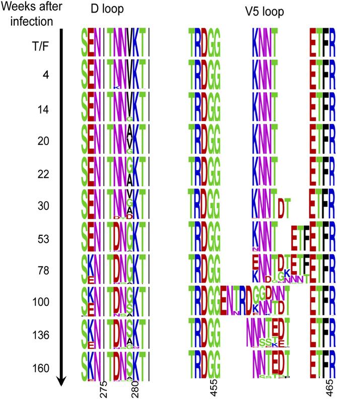 Fig. S1. Sequence logo of the D and V5 loops at the time points indicated on the left. The frequency of each amino acid is shown by its height; spaces allow for deletions and insertions.