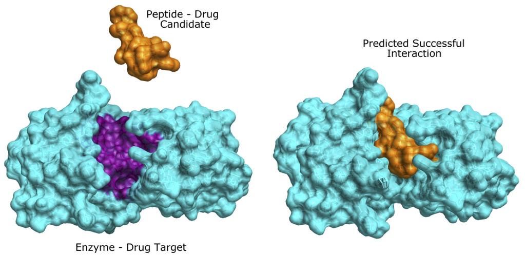 ! Molecular docking Proteins typically