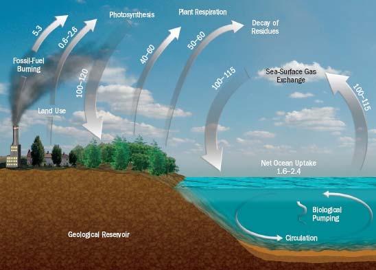 The Global Carbon Cycle http://www.scidacreview.org/0703/html/biopilot.