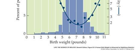 Stabilizing selection operates on human birth weight. Babies that are born lighter or heavier than the population mean die at higher rates than babies whose weights are close to the mean. 2/8/2006 Dr.