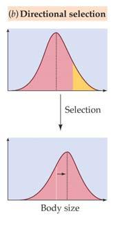 Directional selection changes the characteristics of a population by favoring individuals that vary in one direction from the mean of the