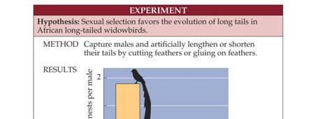 Sexual selection was Darwin s explanation for the evolution of apparently useless but conspicuous traits in males of many species, such as bright colors, long tails, horns, antlers, and