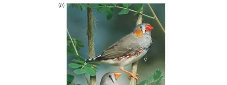 Zebra finch males were fed diets with and without carotenoids. The diet with carotenoids enhanced immune function. 2/8/2006 Dr. Michod Intro Biology 182 (PP 3) 37 2/8/2006 Dr.