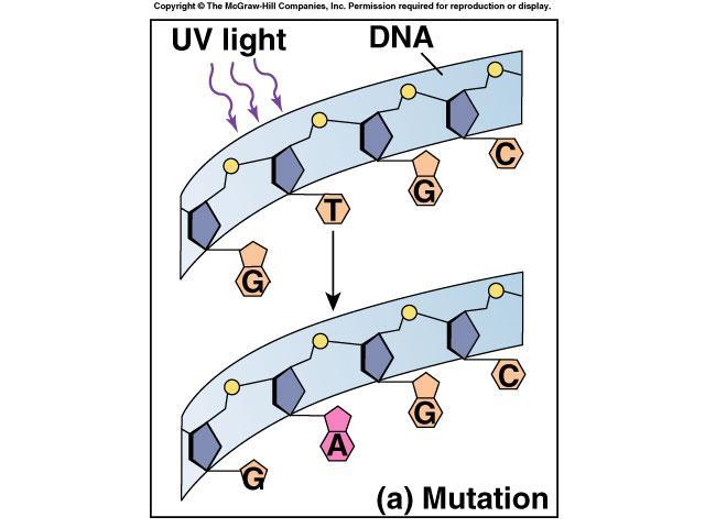 5 Agents of evolutionary change Mutation Gene Flow