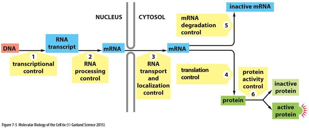 Multiple levels of regulation of gene expression Post-transcriptional