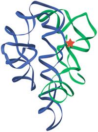 An RNA enzyme The three-dimensional structure of the original ribozyme, the self-splicing intron of Tetrahymena (13).