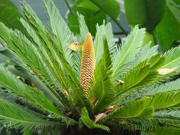 CYCADS Primitive Seed Plant Cone Bearing Mesozoic Era 200 million