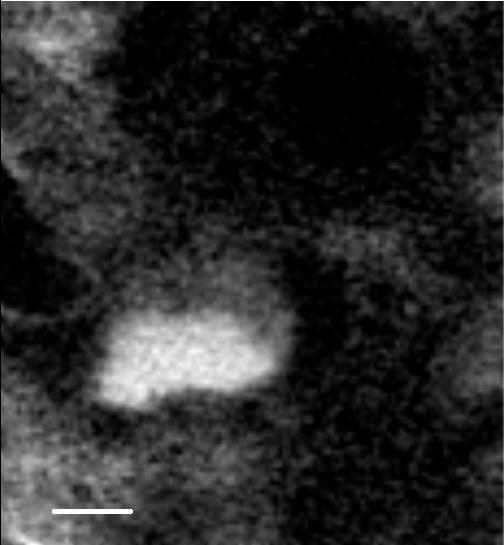 7 nm Figure S1 C K-edge STXM chemical imaging of individual /N-rmGO sheets on a holey carbon film coated TEM grid, linearly scaled reference spectrum of N-rmGO (spectrum scaled to the calculated