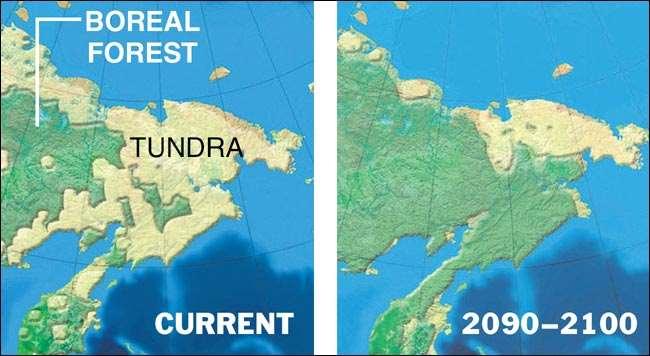 Forrest vs Tundra Caught between rising seas on one side and expanding shrub-filled zones to the south, tundra ecosystems around the Arctic will likely shrink to their