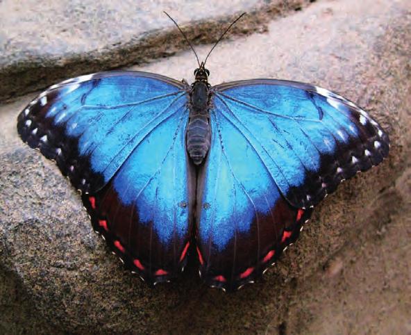 Butterfly wings: the Blue morpho (Morpho peleides) Why are the wings of butterflies and moths dusty?