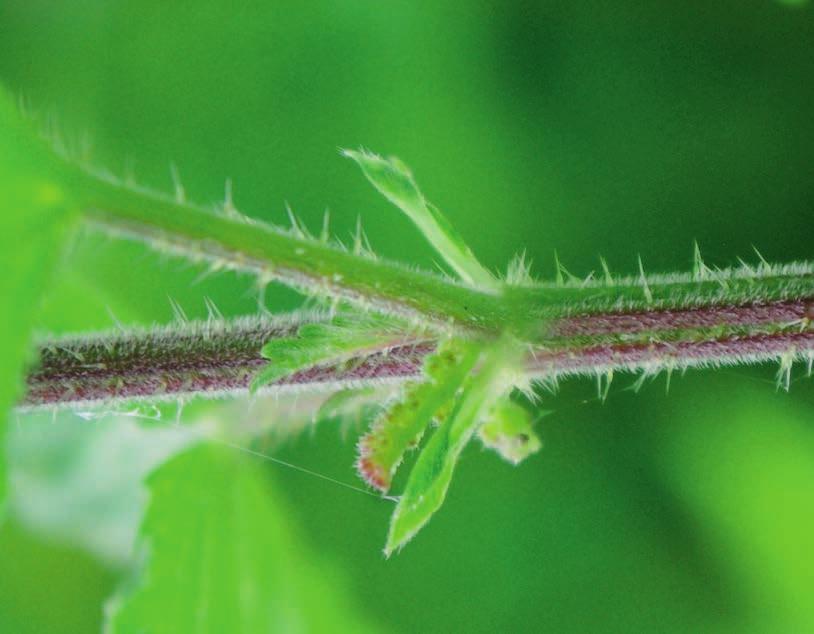 STINGING NETTLE HAIRS (Urtica dioica) The stinging nettle evolved stinging hairs to protect it from being eaten. Look for the two different types of hairs (stinging and non-stinging).